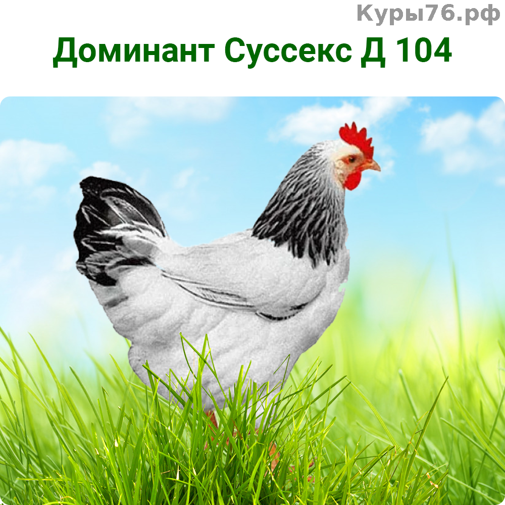 Чешский Доминант д 104 (белые) 3,5 мес.